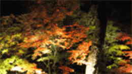京都永観堂の夜間ライトアップ